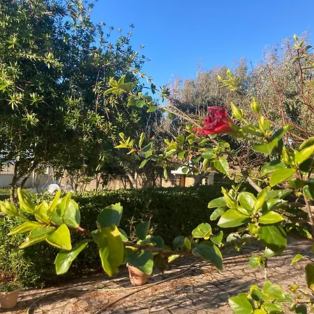 Frida's * 아기오스 게오르기오스